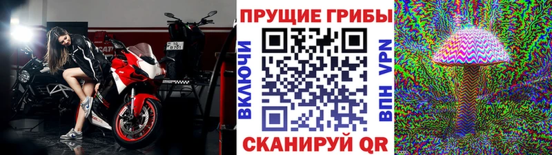 Галлюциногенные грибы Psilocybine cubensis  Азов 